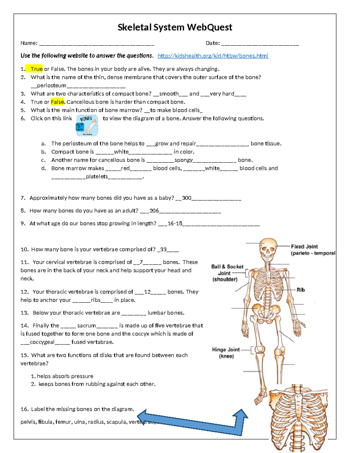 Skeletal System Webquest - Skeletal System WebQuest Name