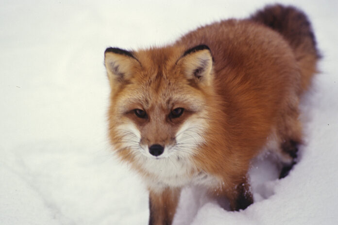 red fox