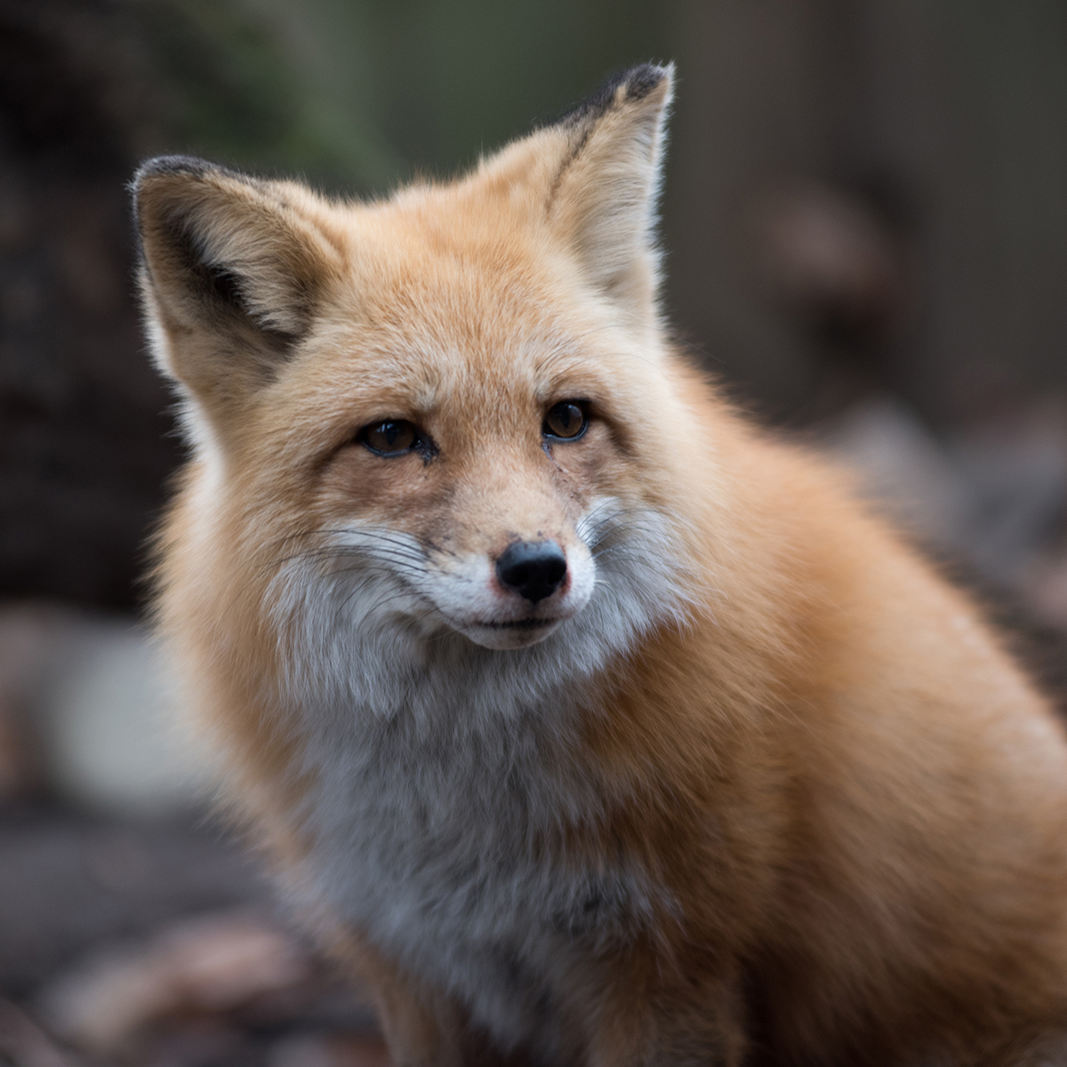 red fox