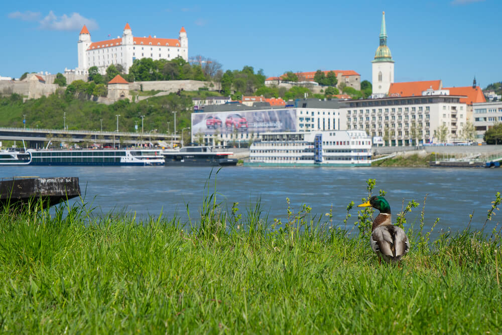 Things to do in Bratislava: Picture showing a duck on one bank of the Danube river and the Bratislava castle on the other with tour boats on the river itself