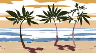 An illustration of a Florida beach showing palm trees with marijuana leaves | Illustration: Joanna Andreasson; Source images: iStock