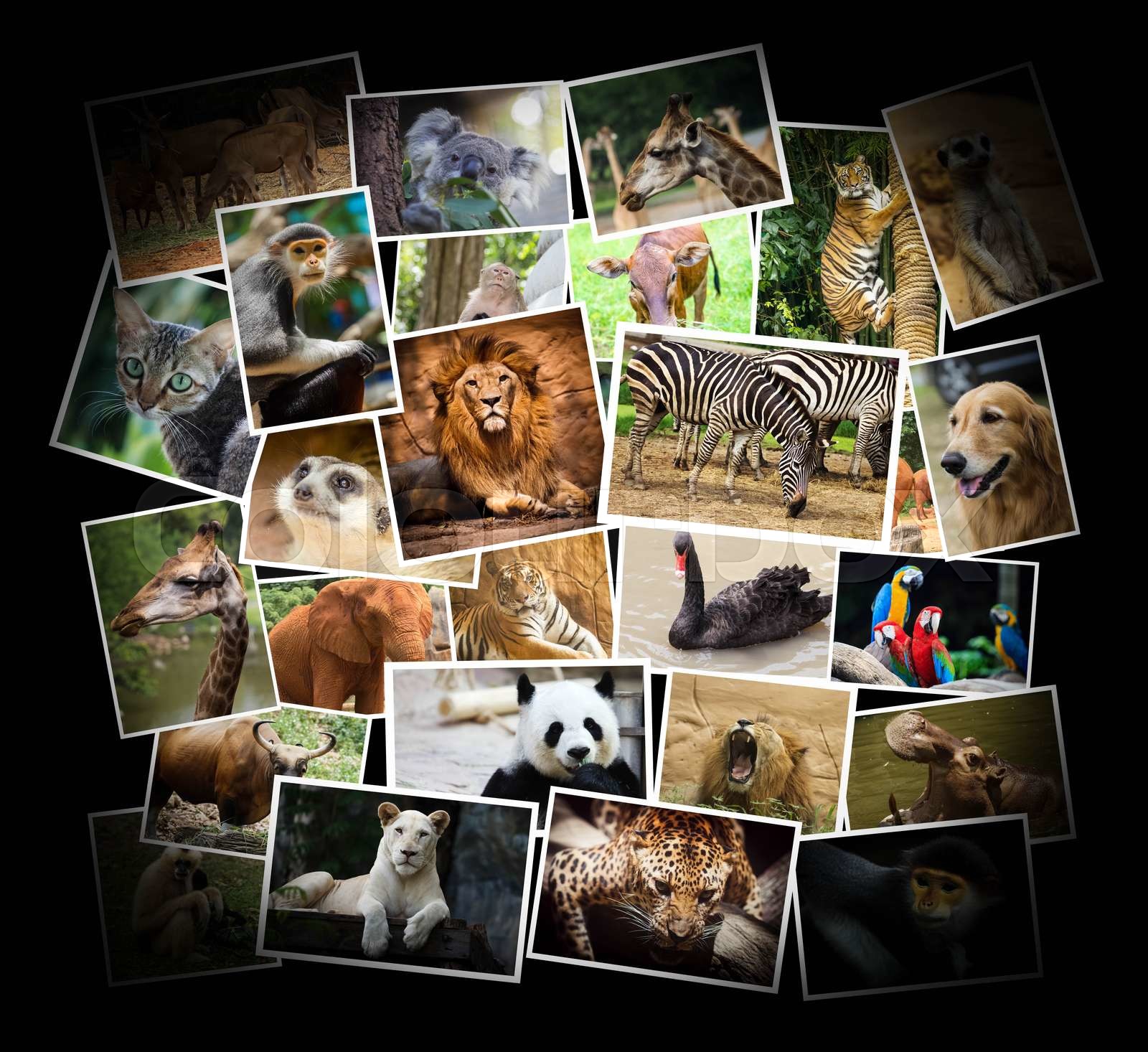 Cute Endangered Animals Collage