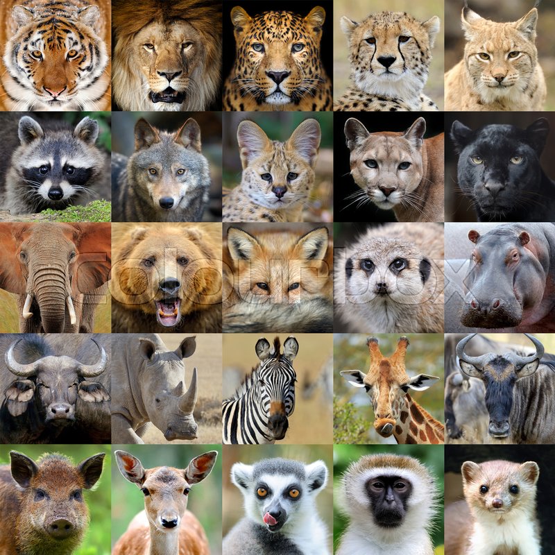 Animal Collage Wallpaper