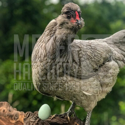 Steele Egger Day Old Chicks