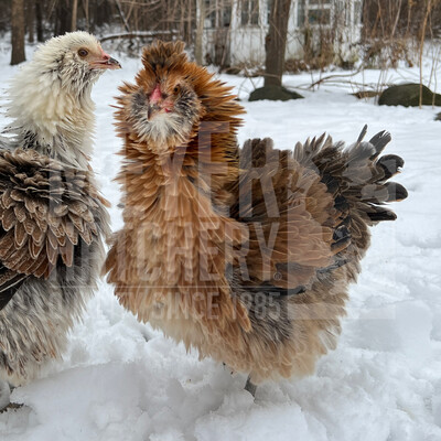 Frizzle (FS) Easter Egger Day Old Chicks