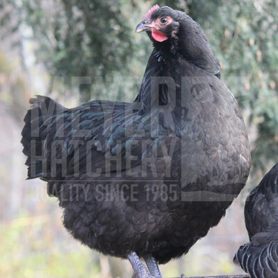 Black Australorp Day Old Chicks