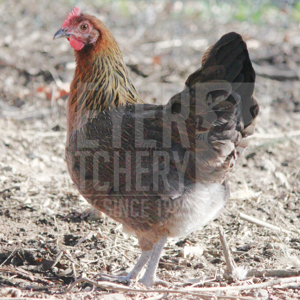 Partridge Penedesenca Day Old Chicks