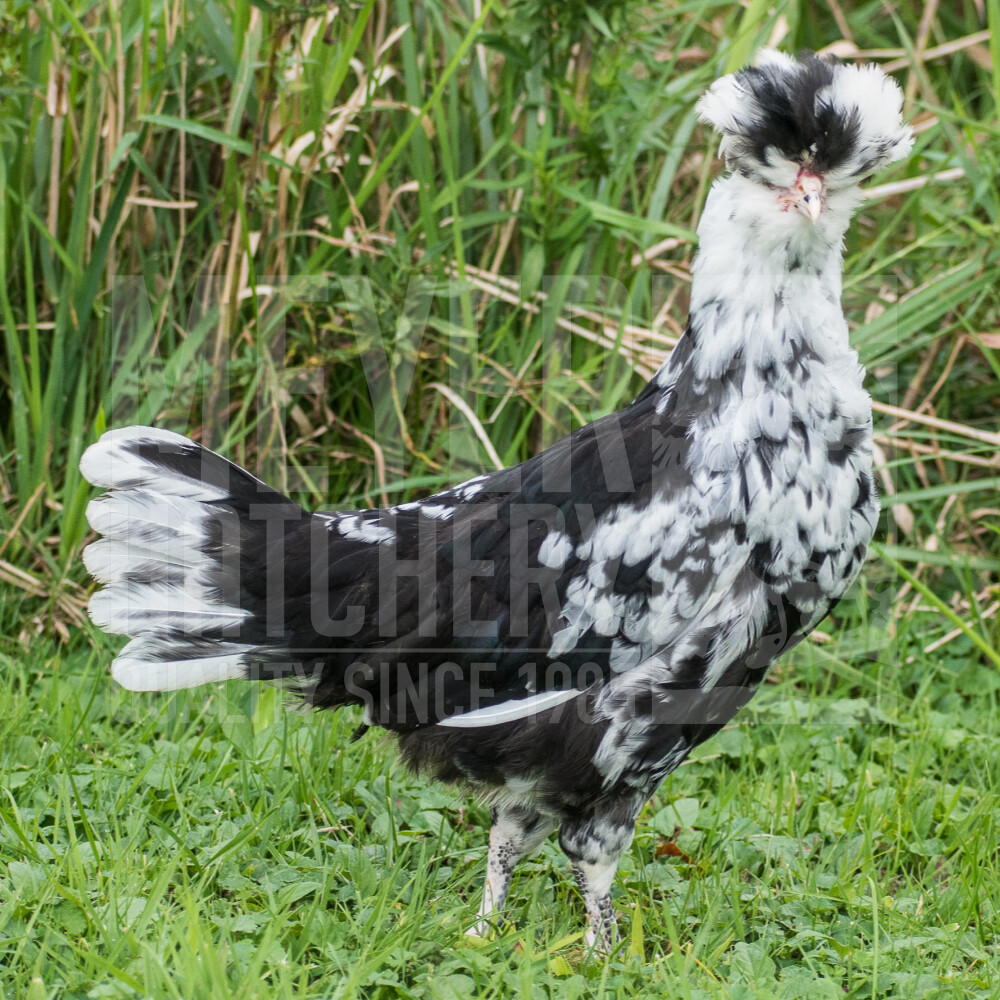 Mottled Houdan Day Old Chicks