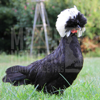 White Crested Black Polish Day Old Chicks