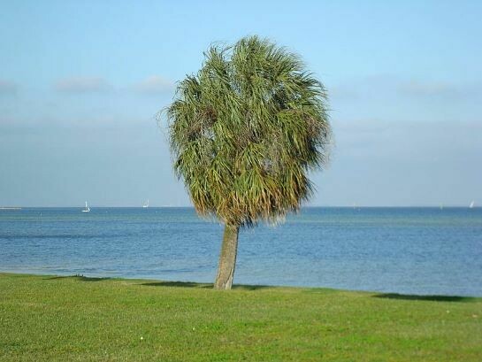 Cabbage Palm (Sabal Palm)