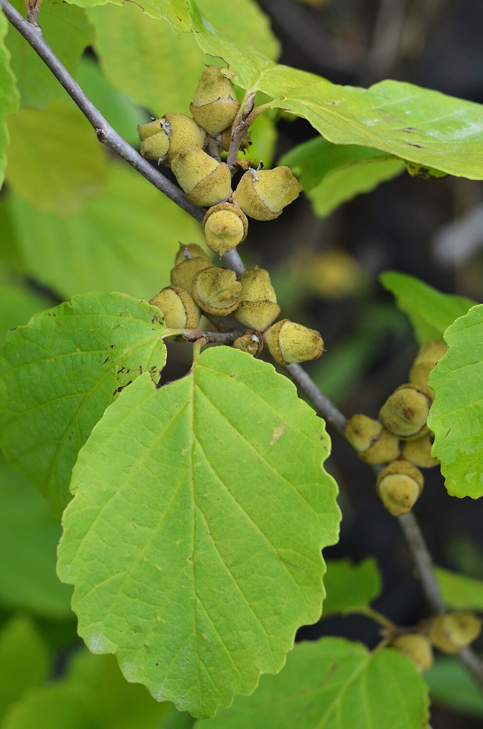 Hamamelis virginiana - Common Witchhazel