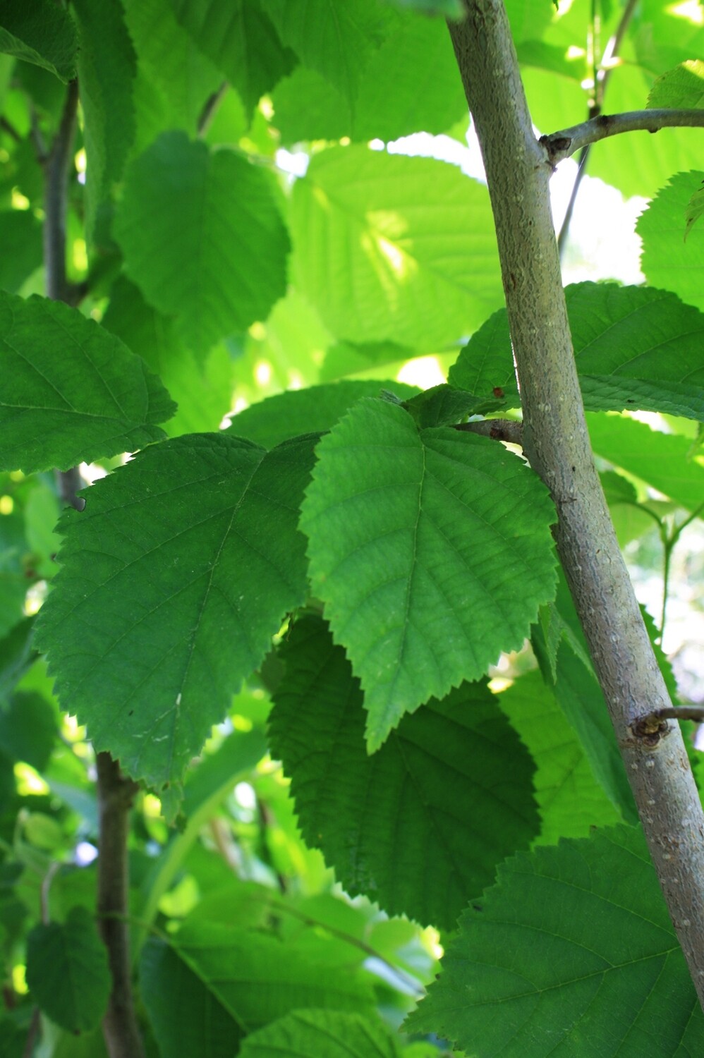 Corylus americana - American Hazel