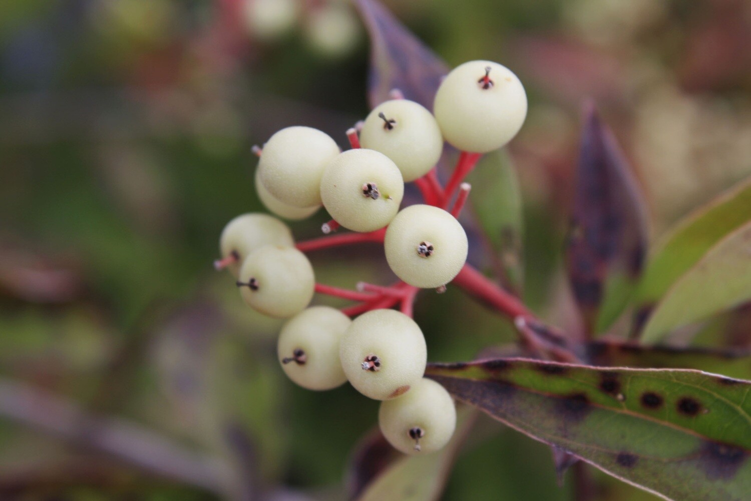 Cornus racemosa - Grey Dogwood