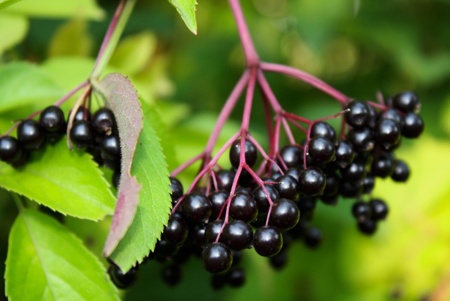 Sambucus canadensis - Common Elderberry