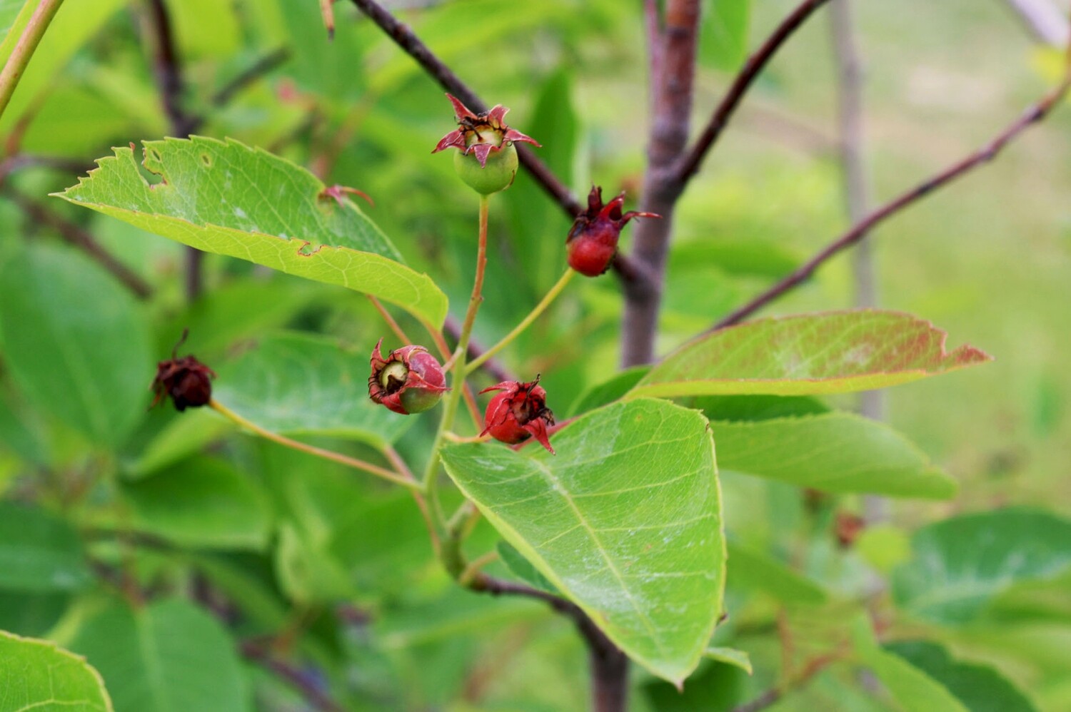 Amelanchier laevis - Smooth Serviceberry