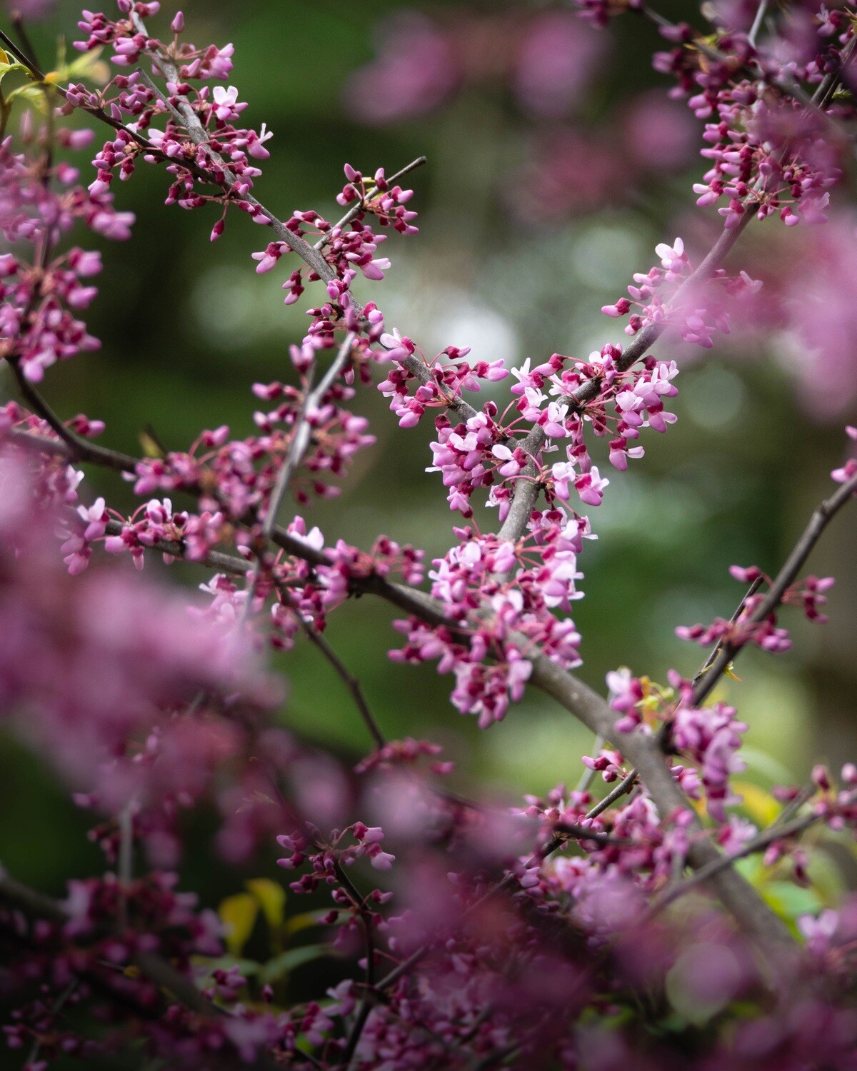 Cercis canadensis - Redbud