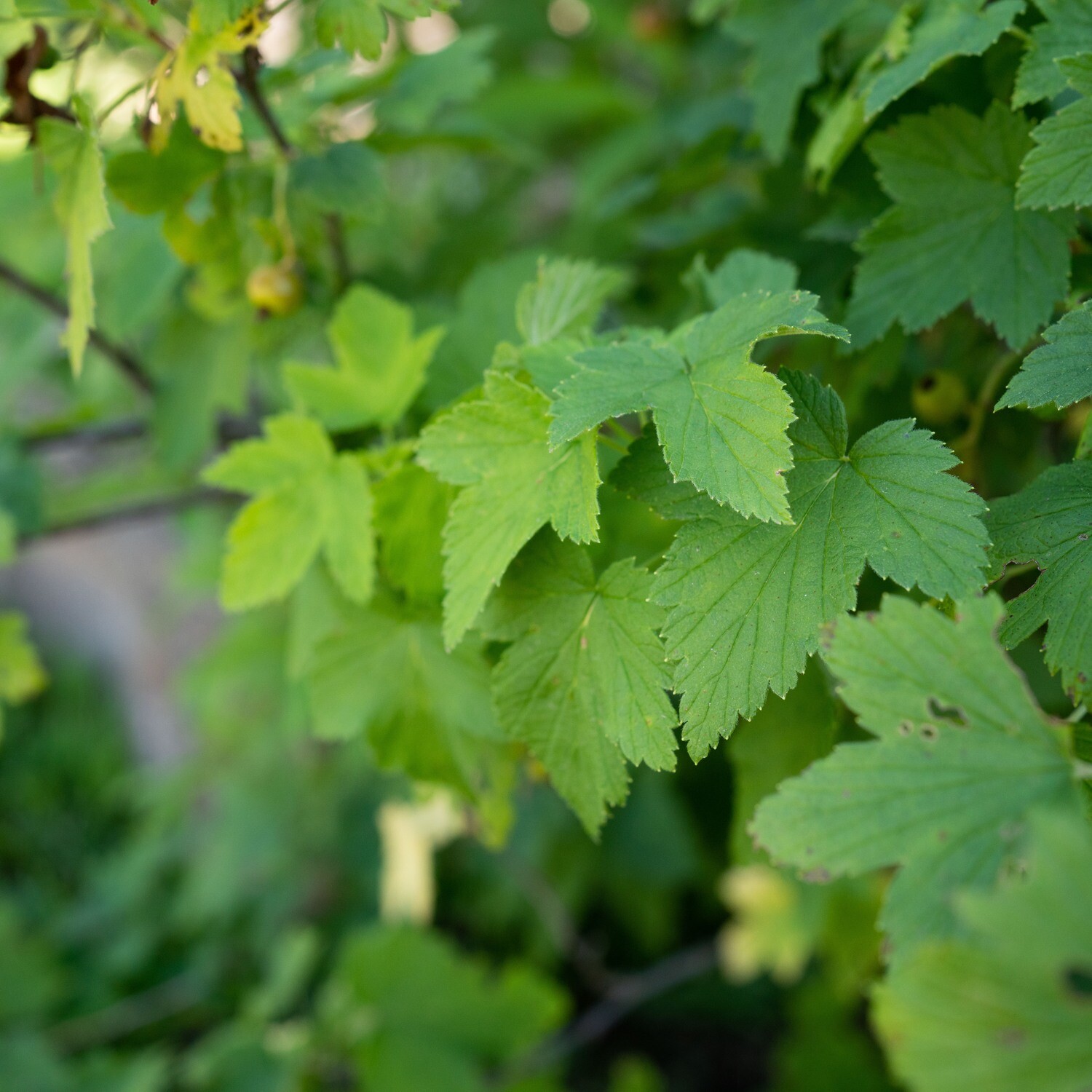 Ribes americanum - Wild Black Currant