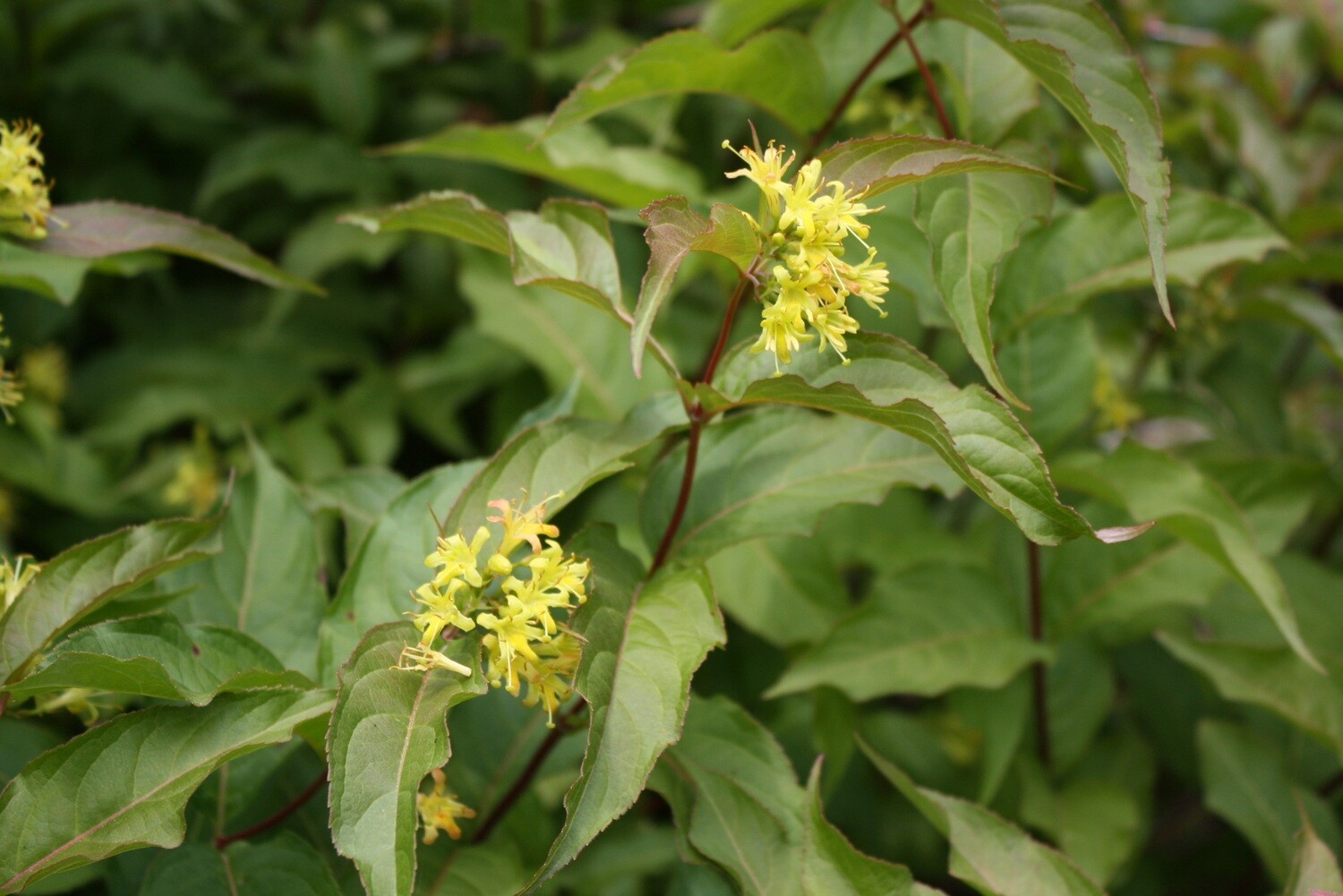 Diervilla lonicera - Bush Honeysuckle