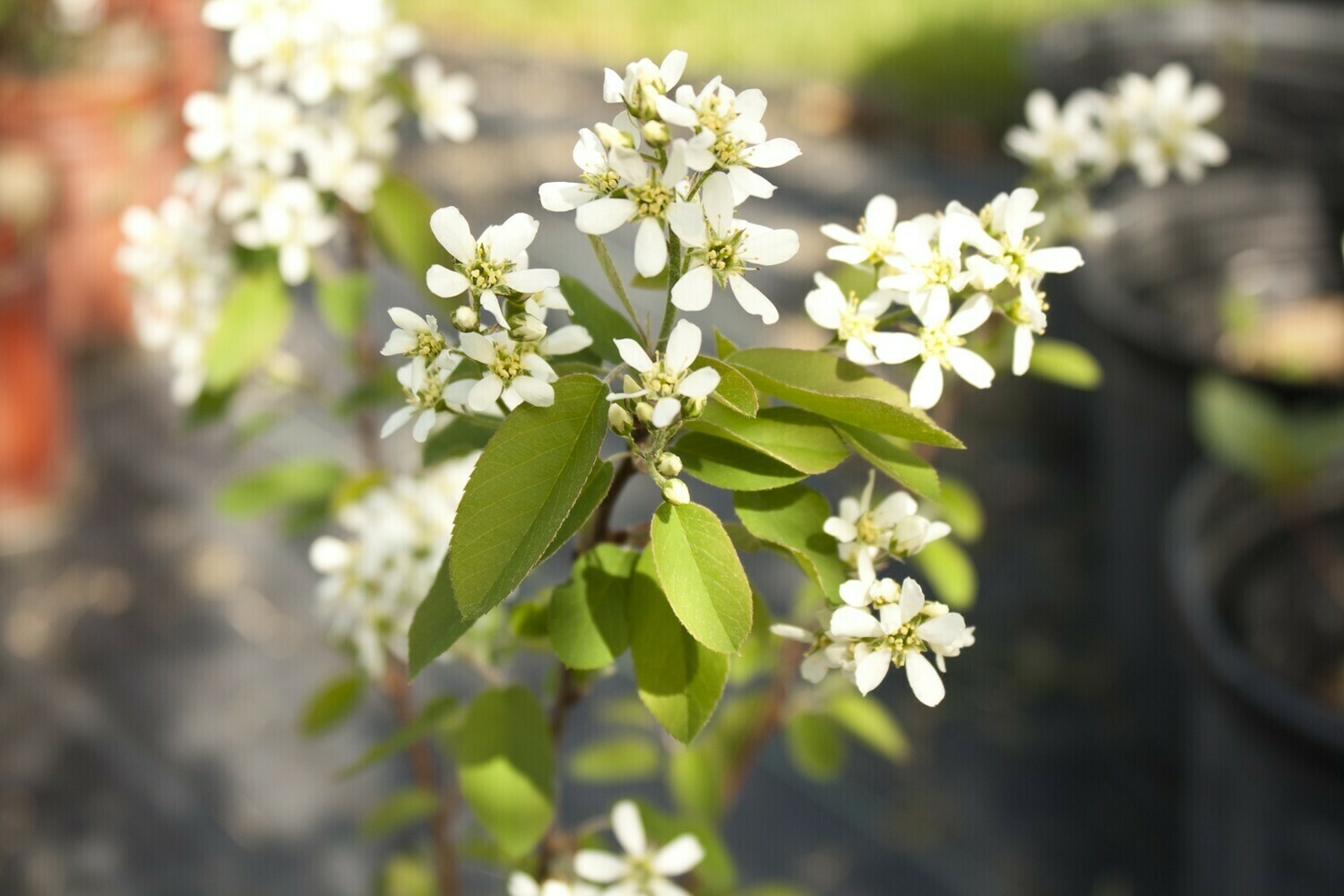 Amelanchier stolonifera - Running Serviceberry