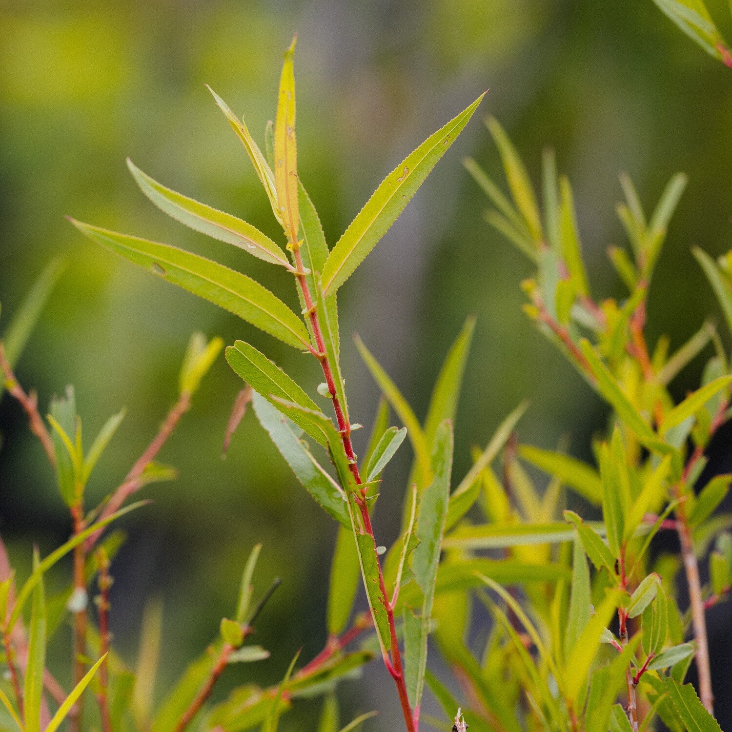 Salix nigra - Black Willow