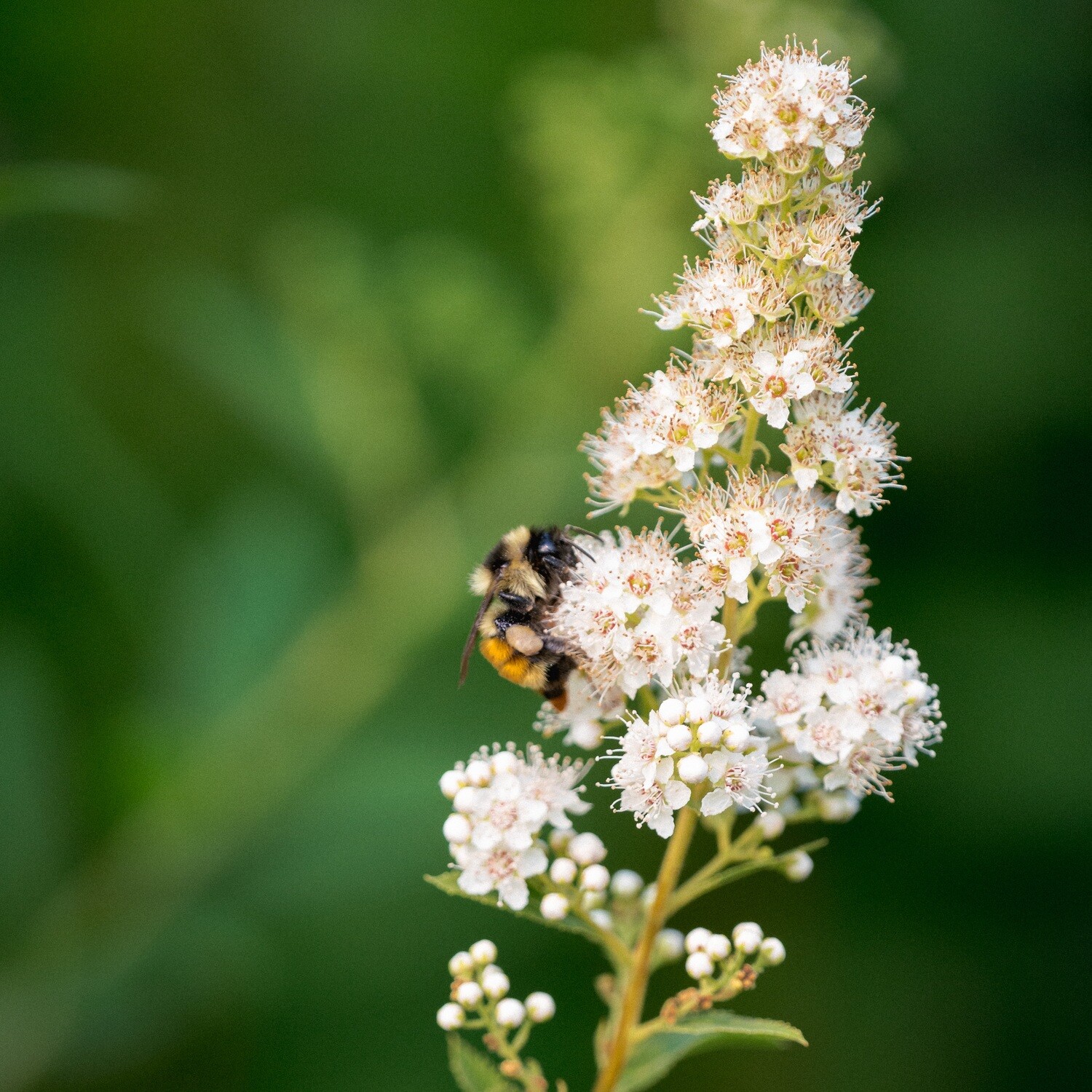 Spiraea alba - Meadowsweet