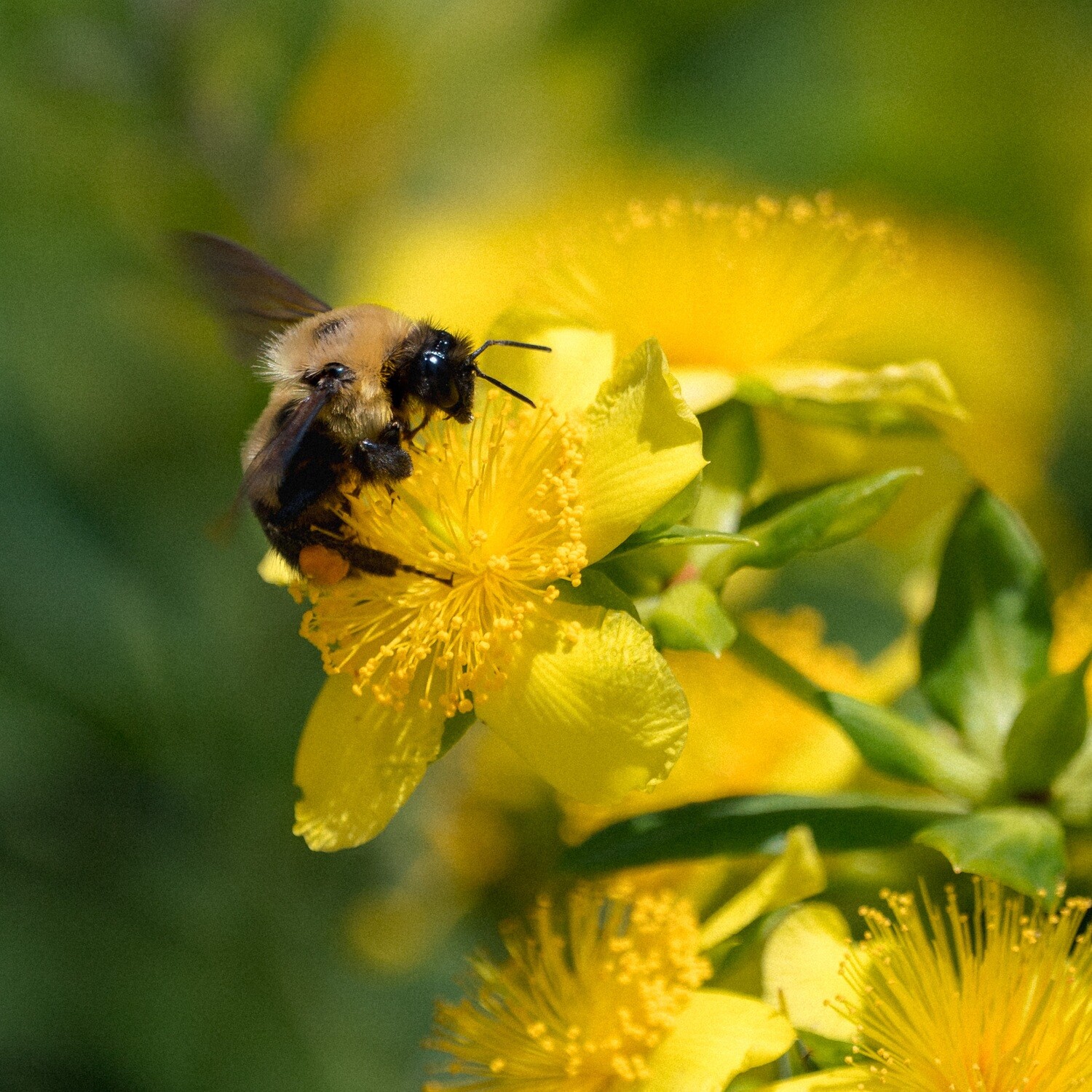 Hypericum kalmianum - Kalm's St. Johns Wort