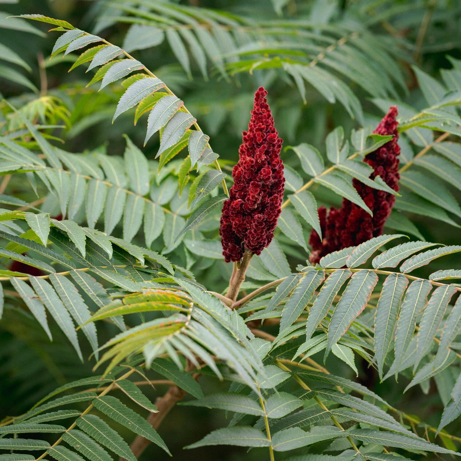 Rhus typhina - Staghorn Sumac