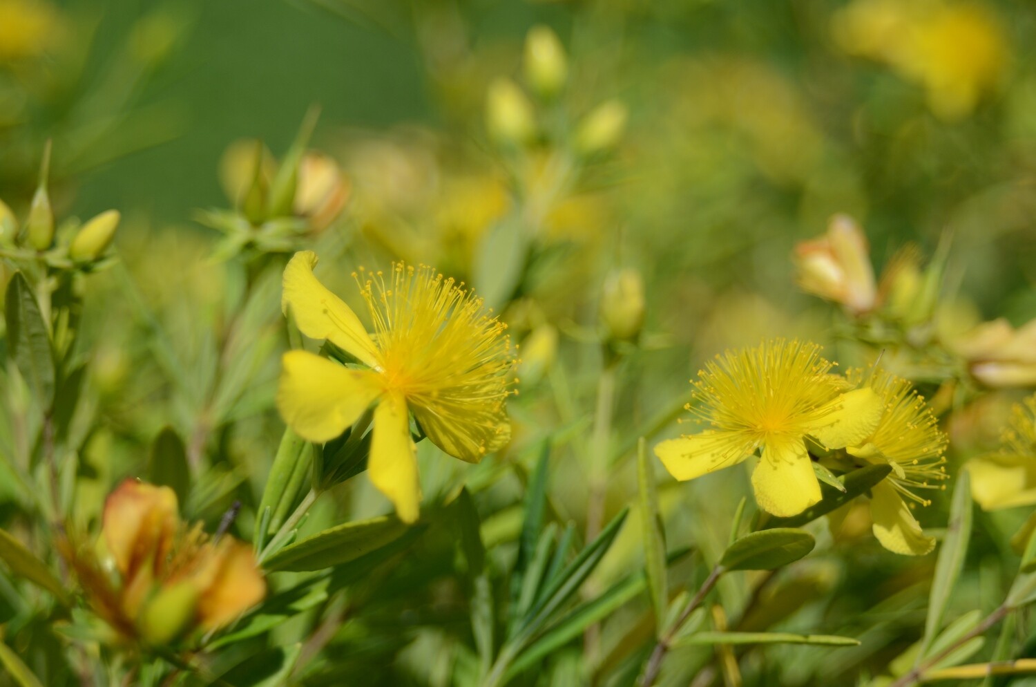 Hypericum prolificum - Shrubby St. Johns Wort