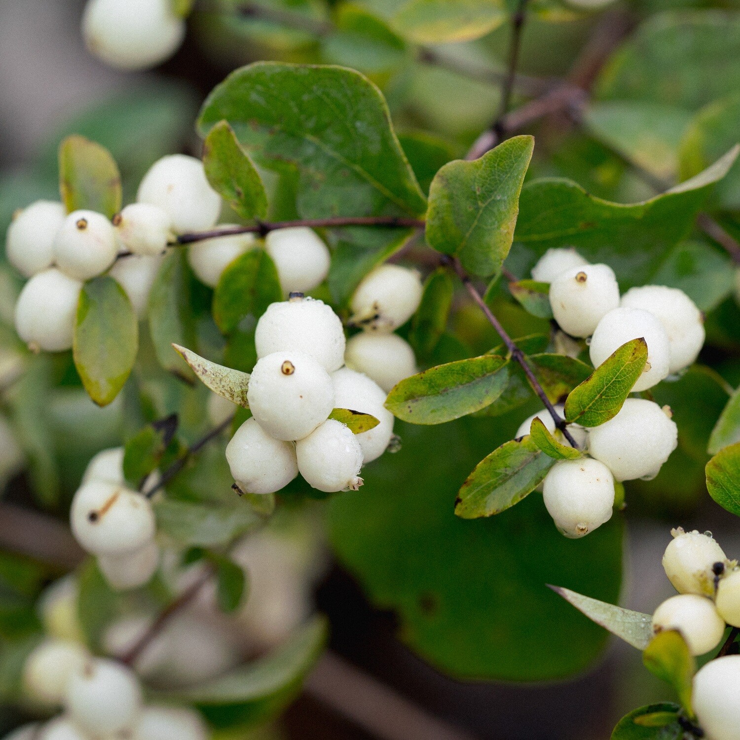 Symphoricarpos albus - Snowberry