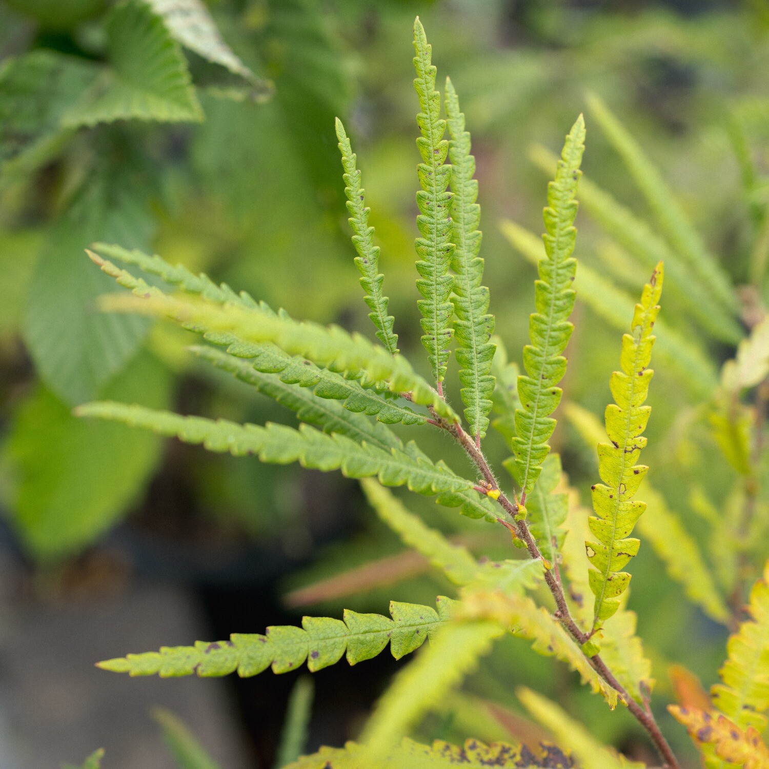 Comptonia peregrina - Sweet Fern