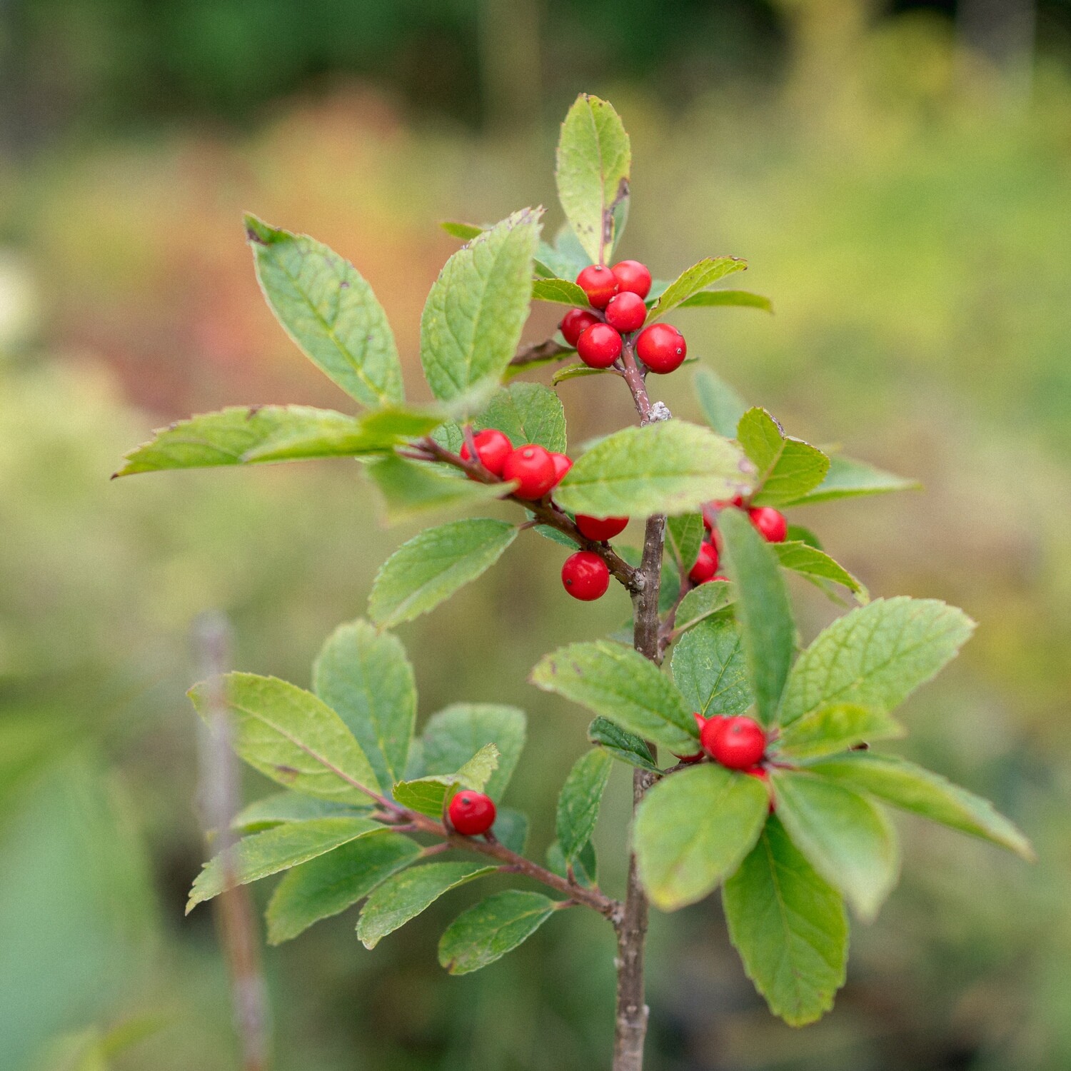 Ilex verticillata - Winterberry