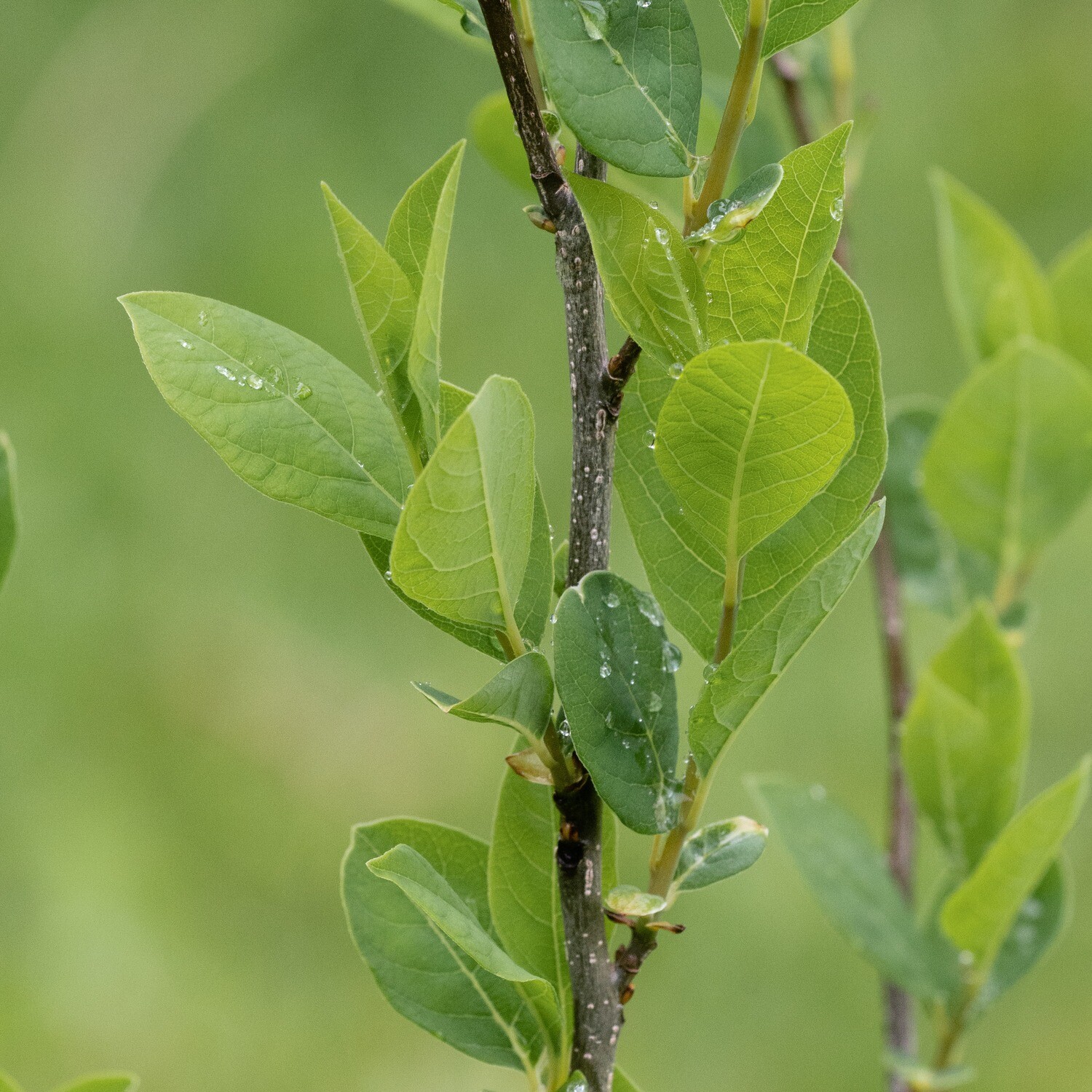 Lindera benzoin - Spicebush