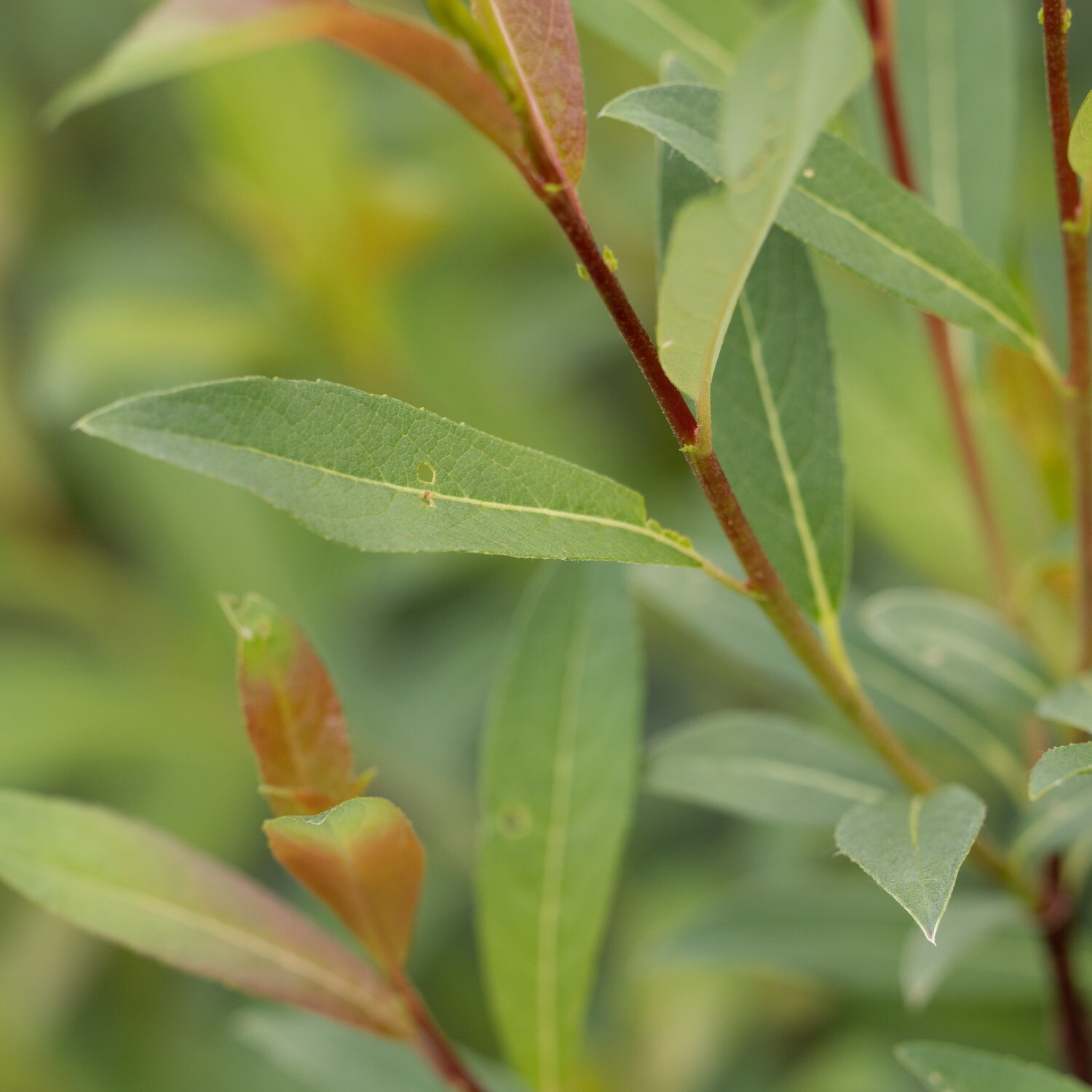 Salix discolor - Pussy Willow