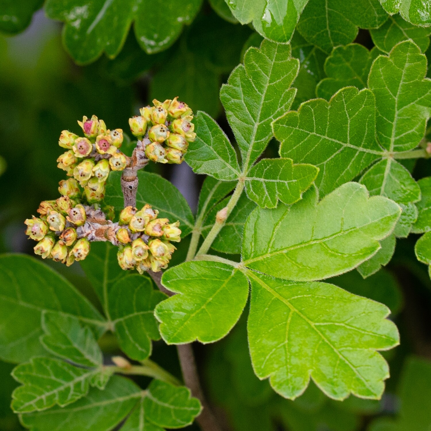 Rhus aromatica - Fragrant Sumac