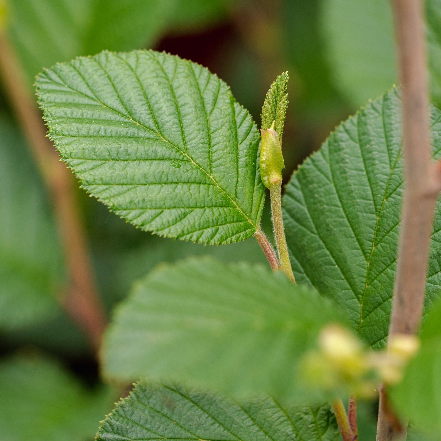 Alnus rugosa - Speckled Alder