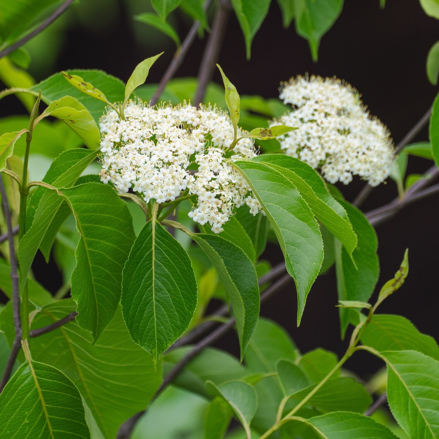 Viburnum lentago - Nannyberry