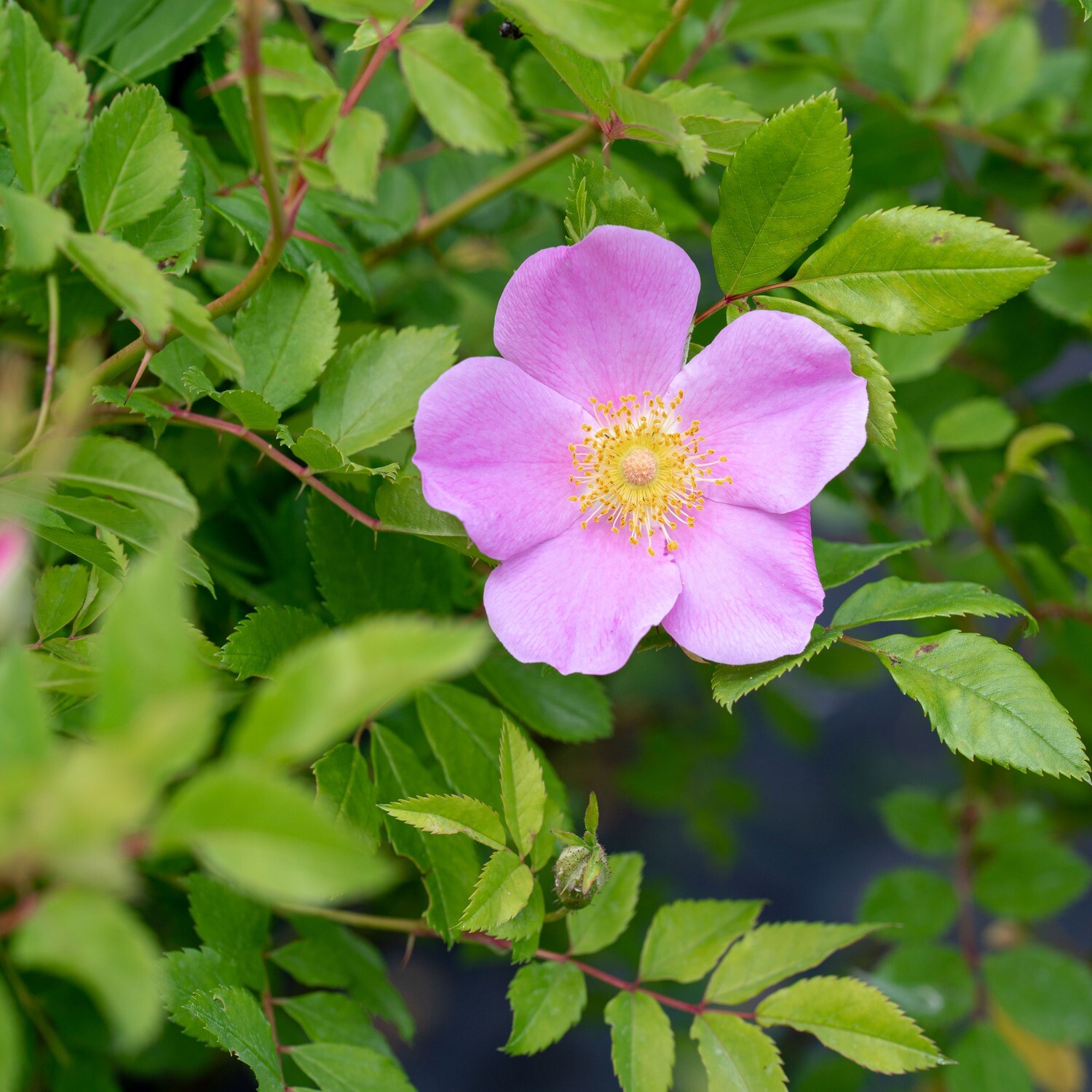 Rosa palustris - Swamp Rose