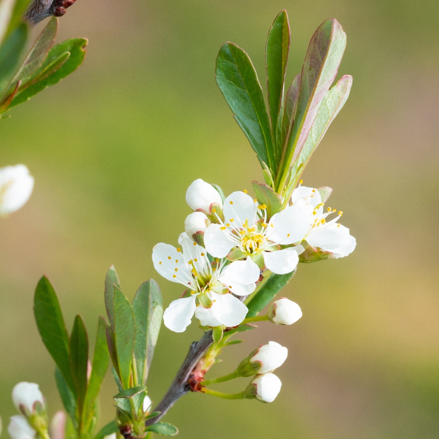 Prunus pumila - Sand Cherry