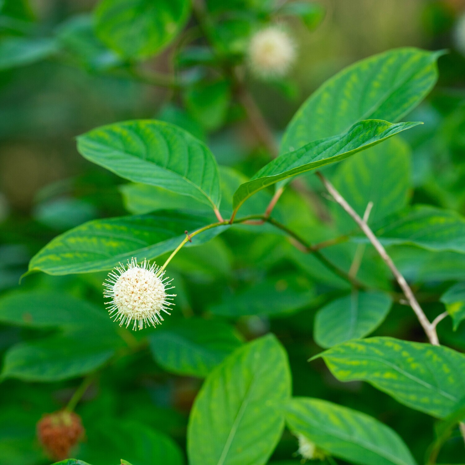 Cephalanthus occidentalis - Buttonbush