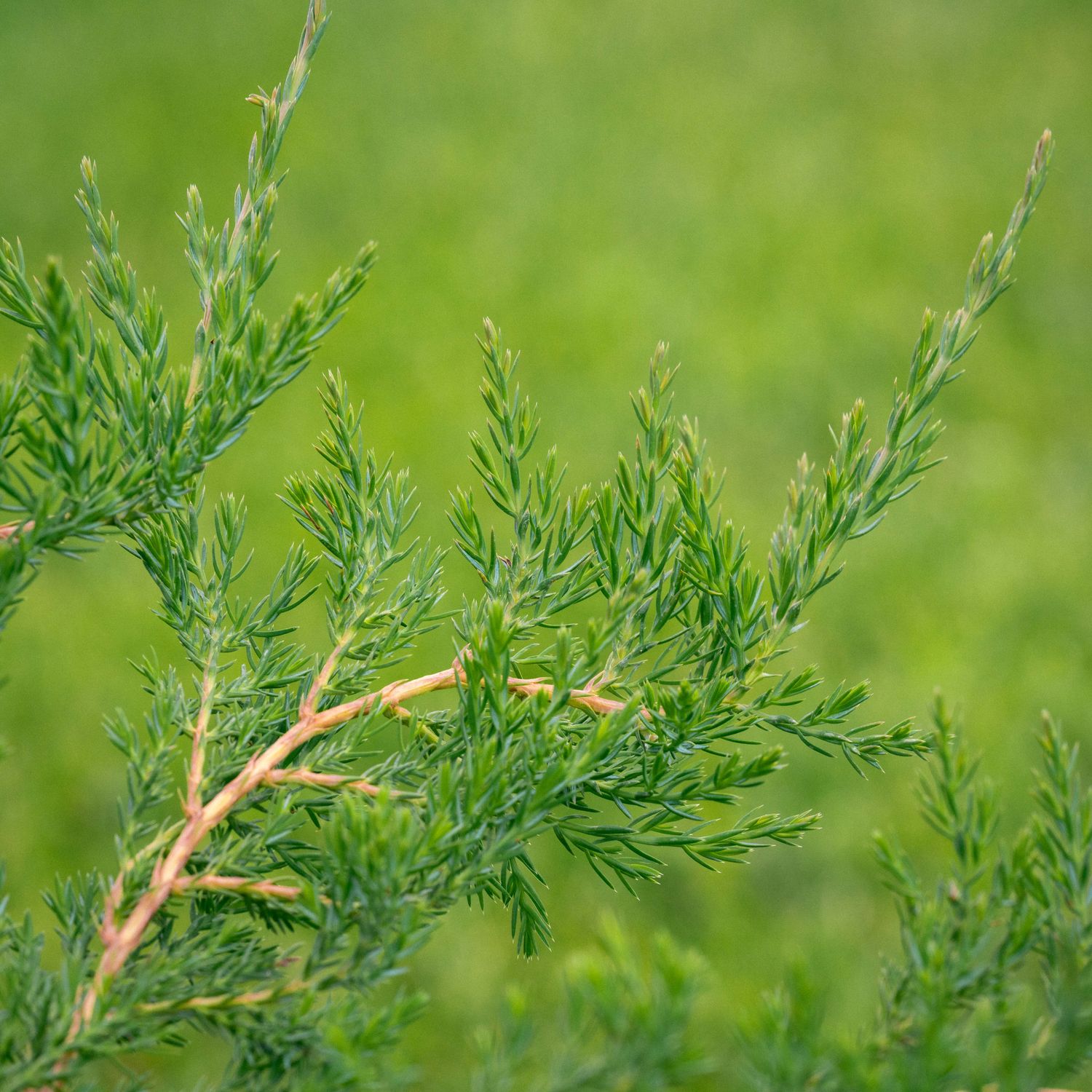 Juniperus horizontalis - Creeping Juniper