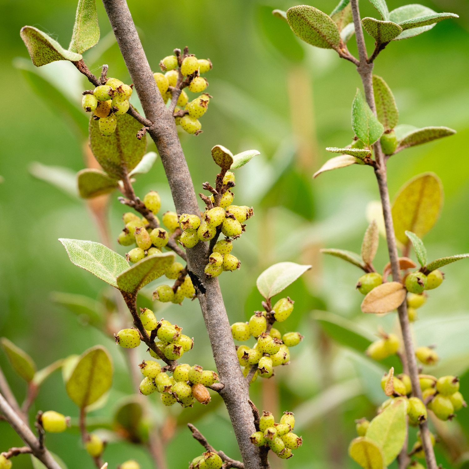 Shepherdia canadensis - Soapberry