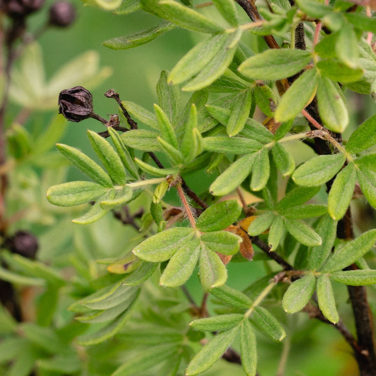 Potentilla fruticosa - Shrubby cinquefoil