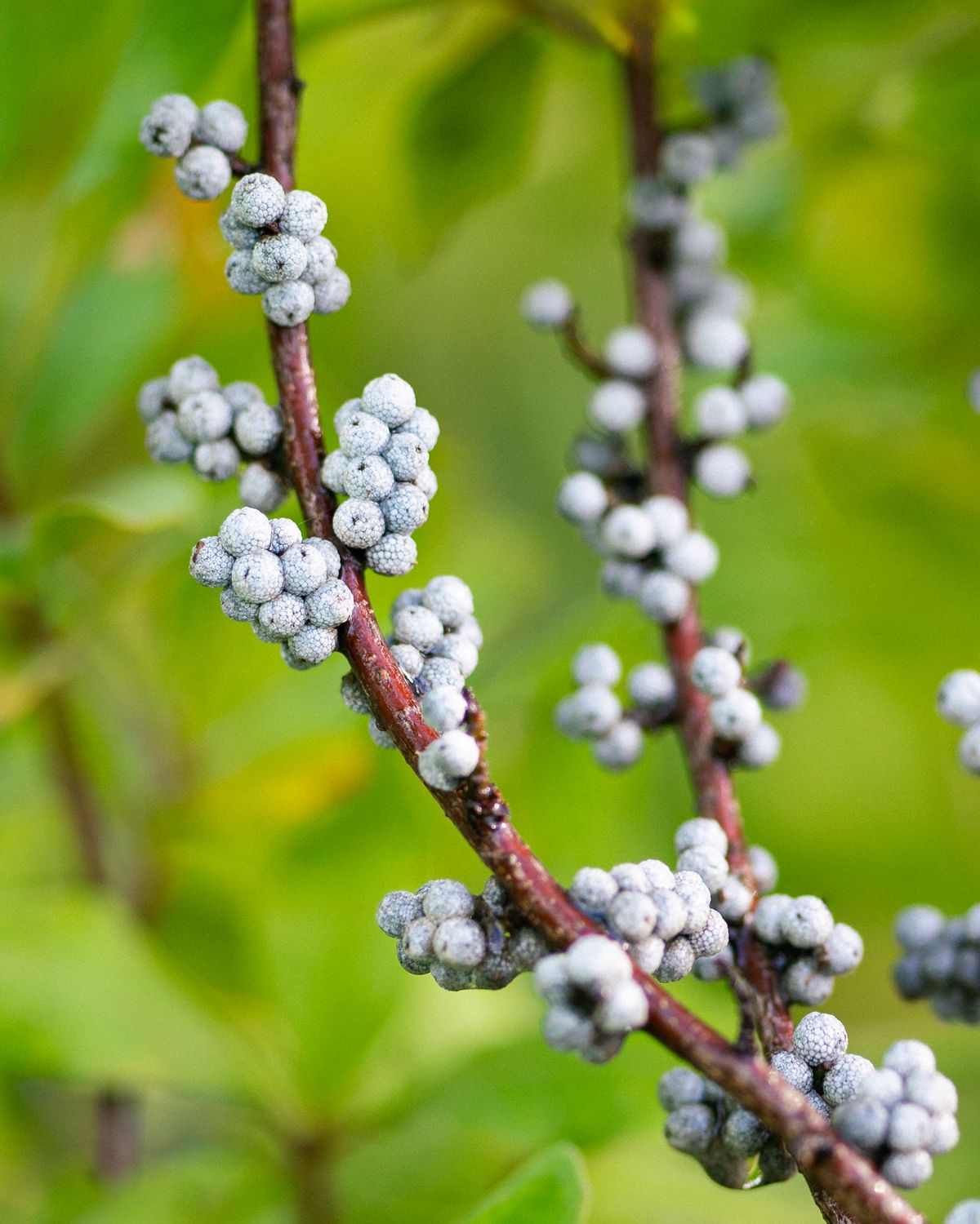 Myrica pensylvanica - Bayberry