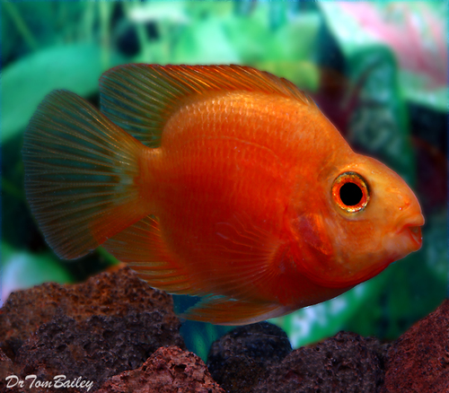 Premium Persimmon Parrot Cichlid