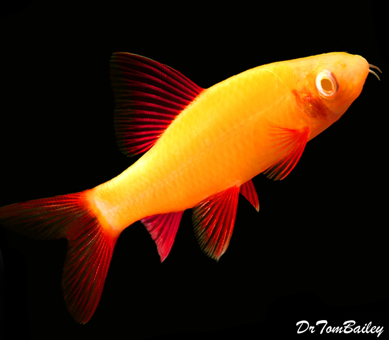 Premium Sunburst Orange GloFish Rainbow Shark