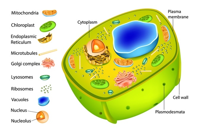 Endoplasmic Reticulum Plant Cell