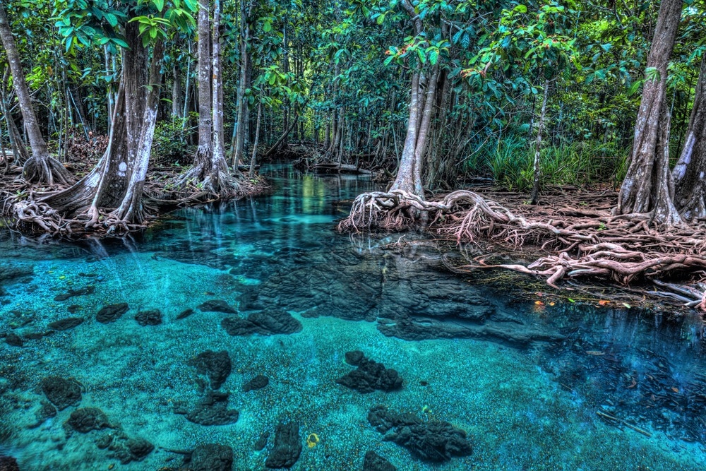 mangroves in Thailand