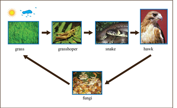 Ecosystems What Are They and How Do They Work Flashcards | Quiz+