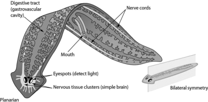 The figure shows a simple worm. Bilateral symmetry and a highly branched gastrovascular cavity all suggest that the worm is a(n)________.   A)annelid B)mollusk C)chordate D)flatworm