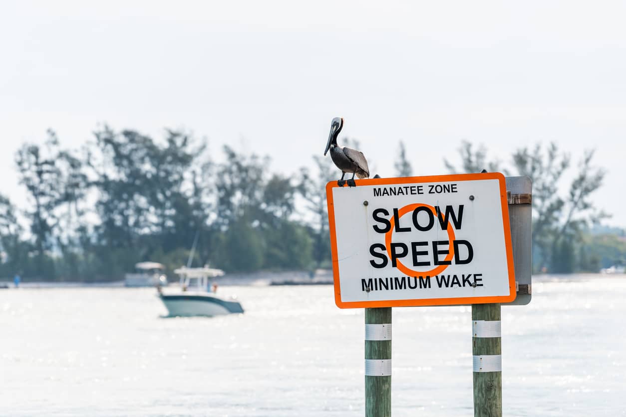 Brown Pelican in Venice, Florida in the dock manatee show, perched with boat in background at slow speed limit of Marina